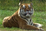 Un tigre